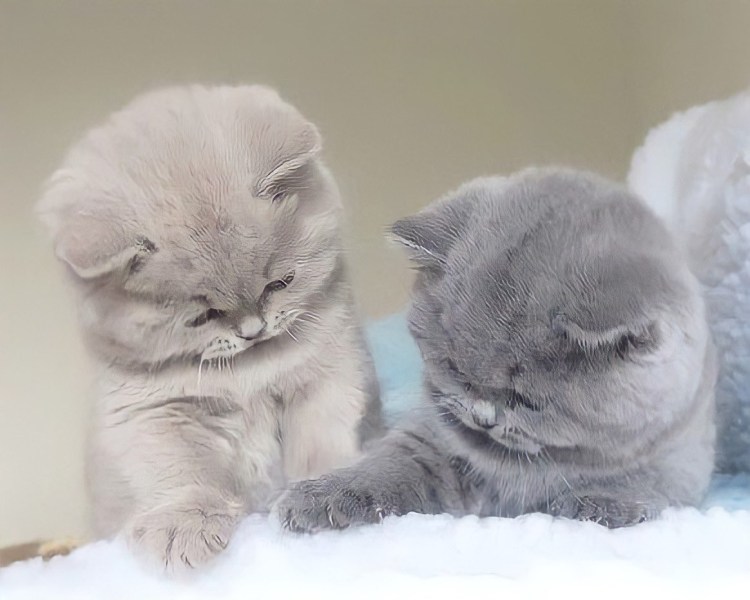 Британская короткошёрстная кошка котята