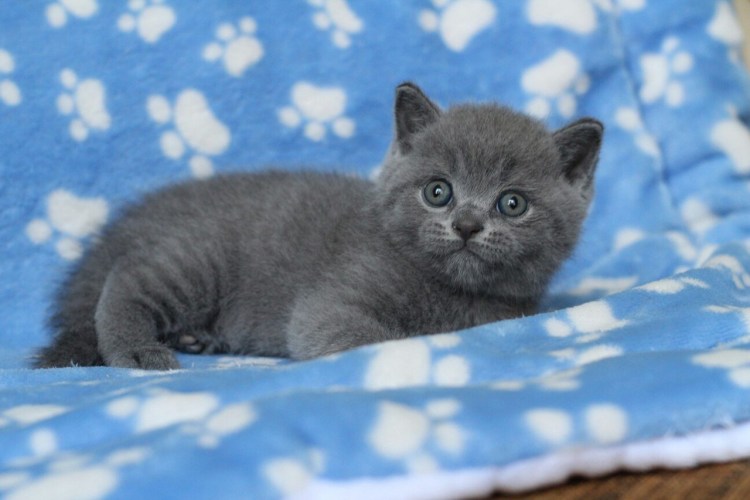 Британский кот