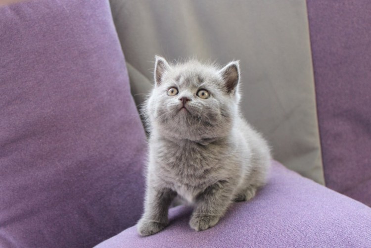 Скоттиш страйт серый котенок