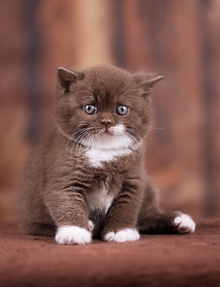 Британская кошка котенок
