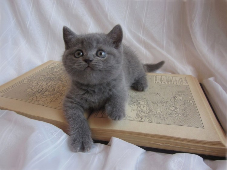 Британская вислоухая кошка