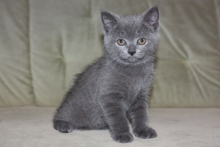 Британская кошка котенок