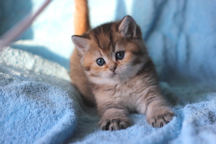 Маленькие британские котята