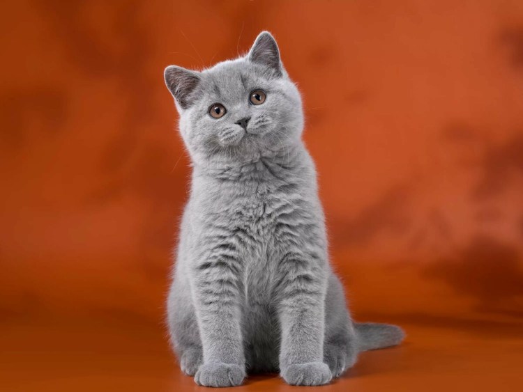 Новорожденный котенок британец