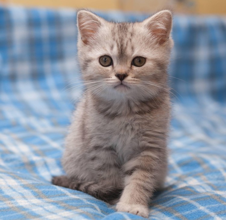 Котенок британец серый маленький