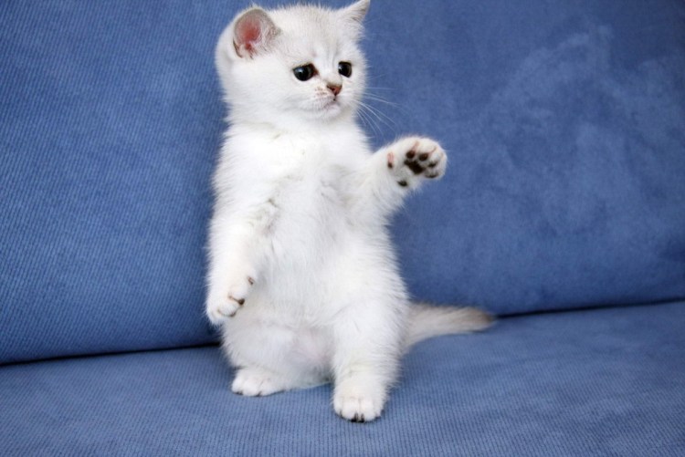 Маленький котенок