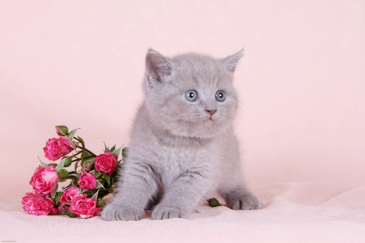 Британская короткошёрстная кошка котята