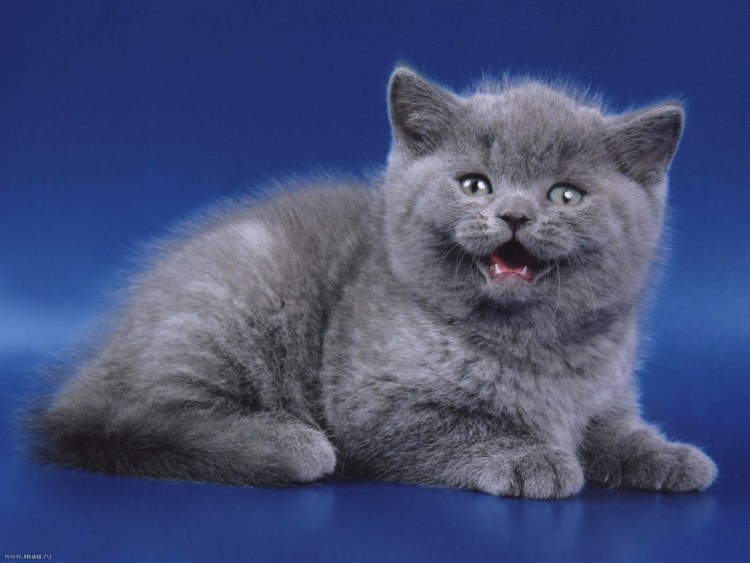 Британские котята Бритиш шортайр