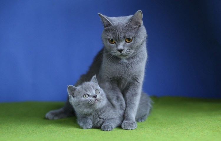 Серый британец котенок