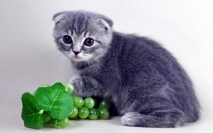 Серенькие котята британские