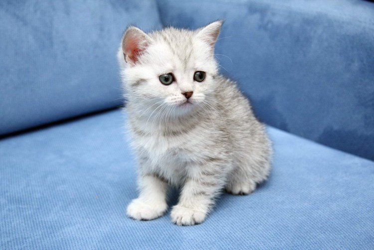 Шотландский вислоухий котенок серый