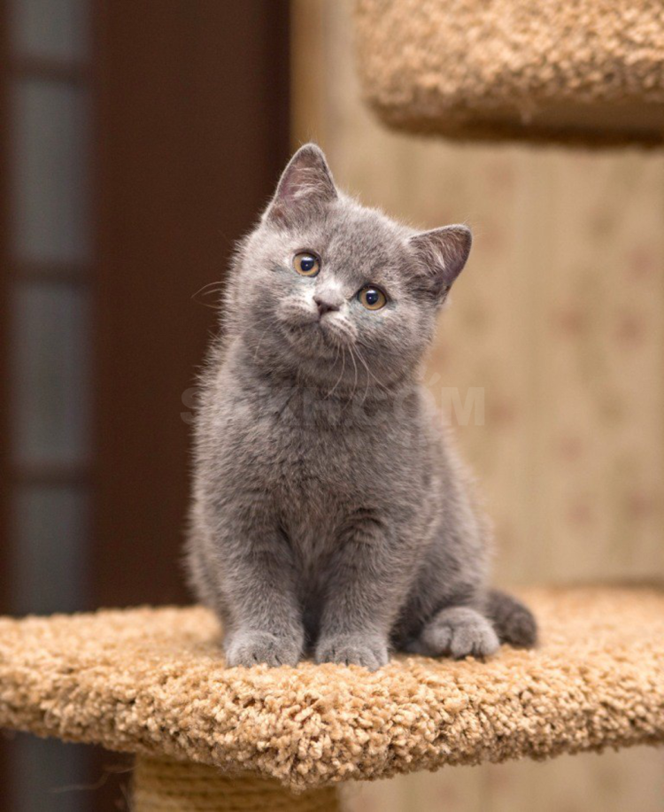 Британская короткошёрстнаякошка