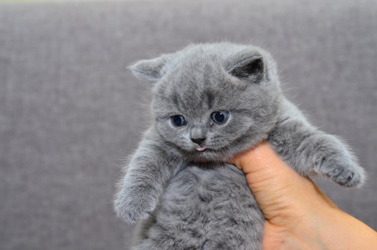 Британская кошка котенок