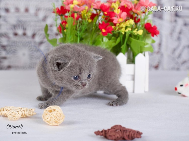 Маленькие британцы