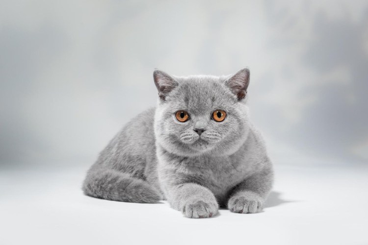 Котенок британский вислоухий котенок серенький