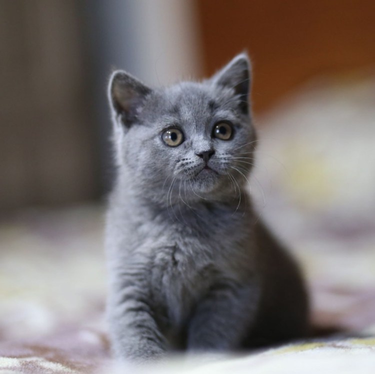 Британская короткошёрстная кошка котята