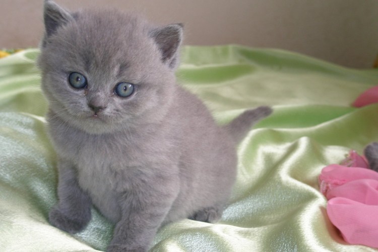 Британские плюшевые коты