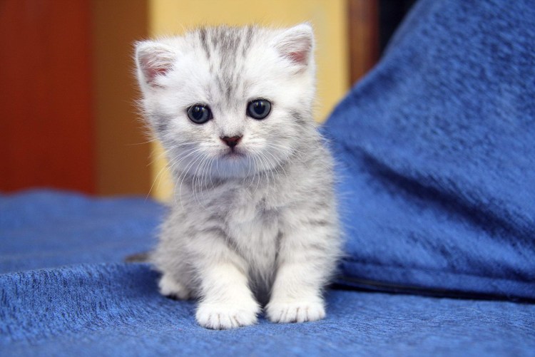 Британский короткошерстный котенок серый