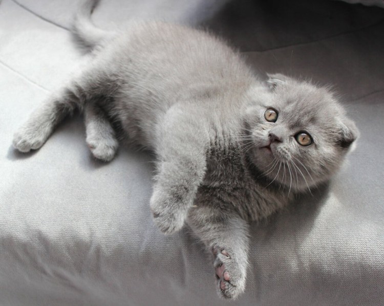 Чистокровные британские котята