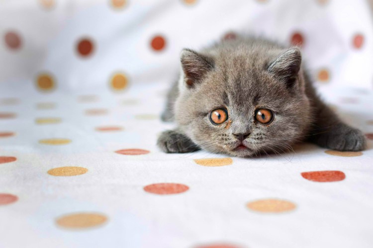 Серо белый британец котенок