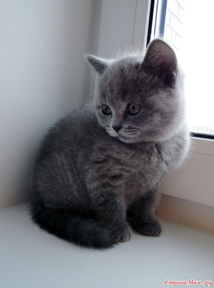 Голубой британец вислоухий