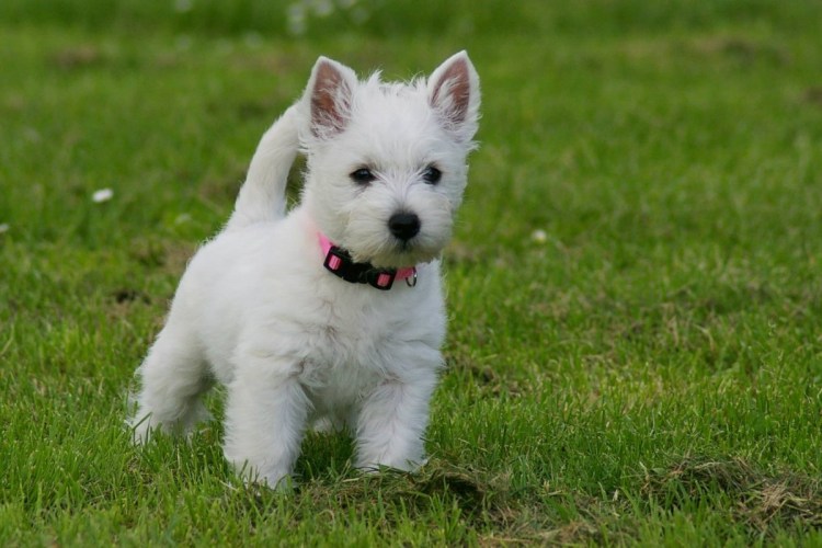 Вейстхалендвест терьер