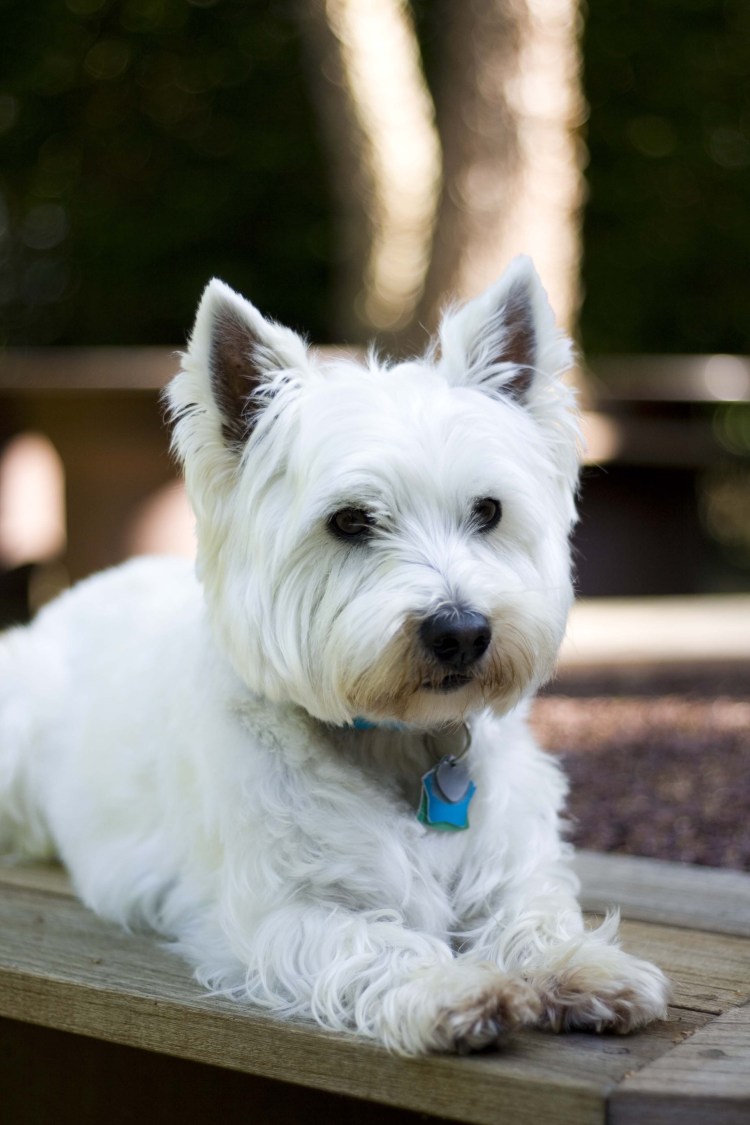 В5ст Хойленд Вайт терьео