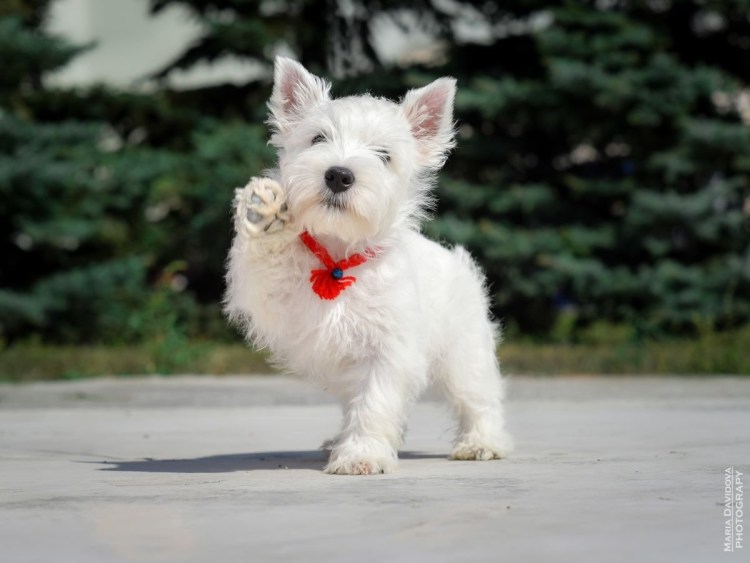 Вестхайленд Вайт терьер