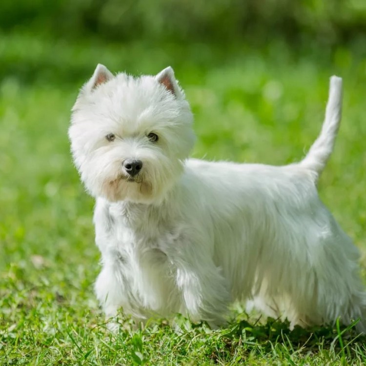 Весхацленд Вайт терьер