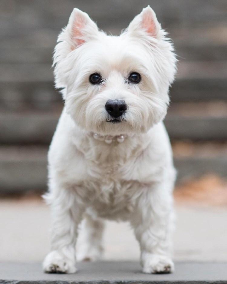 Белый терьер Вест хайленд