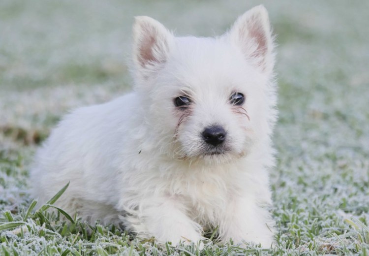 Вест хайленд терьер