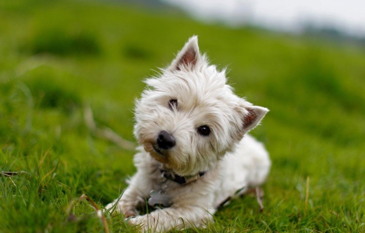 Белый терьер Вест хайленд