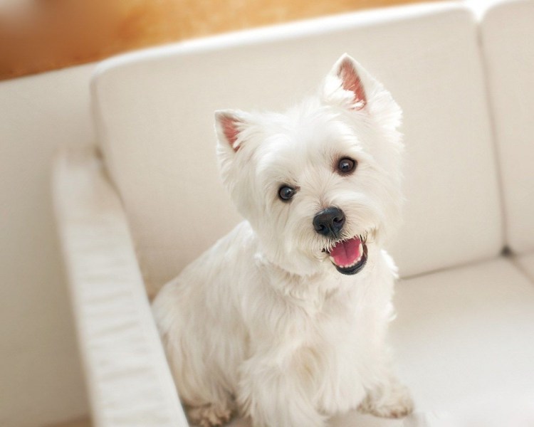 Белый терьер Вест хайленд