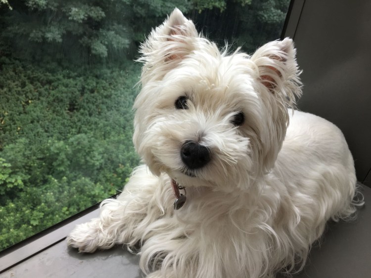 Вест Йорк терьер