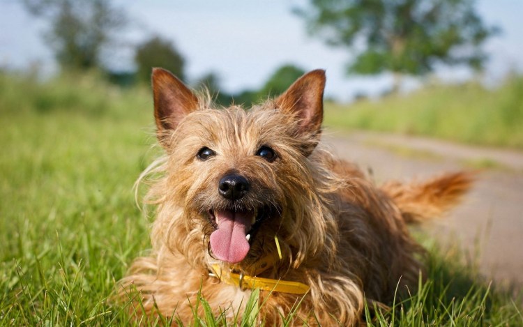 Норвич терьер