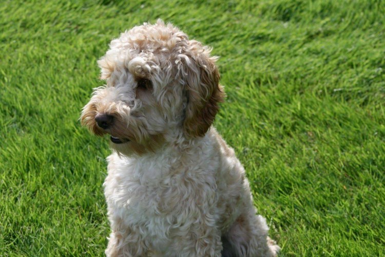 Американский пудель терьер