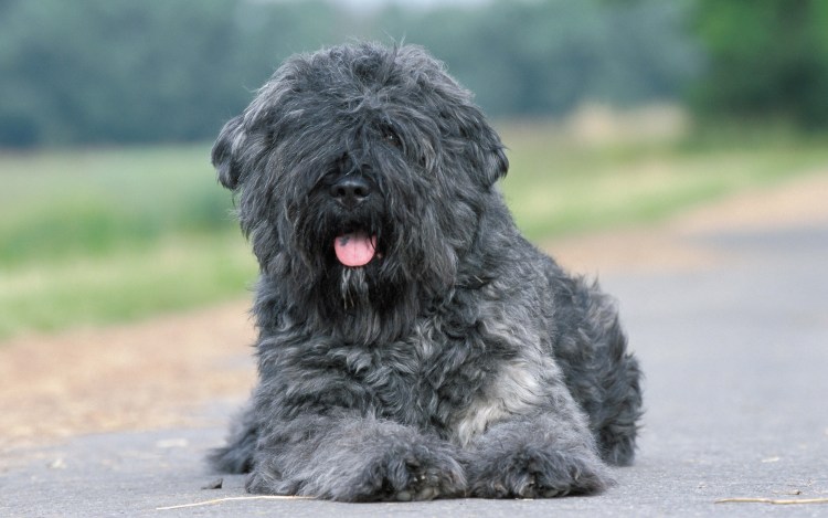 Фландрийский бувье порода собак