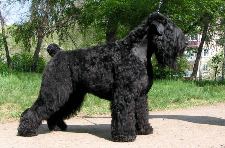 Русский черный терьер