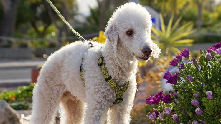 Бидленгтонский терьер