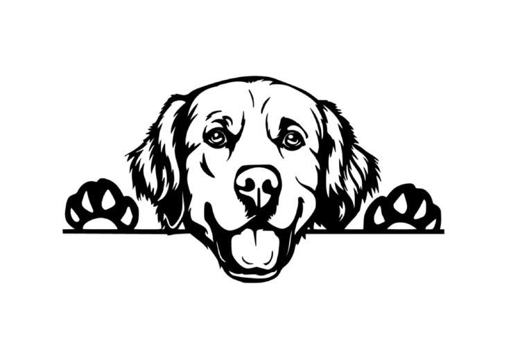 Золотистый ретривер