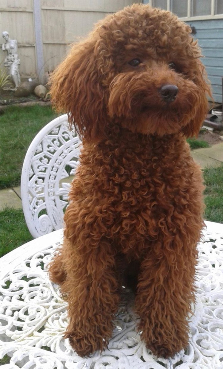 Пудель Бишон шоколадный