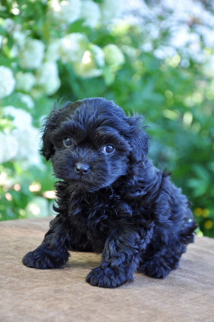 Русская цветная болонка