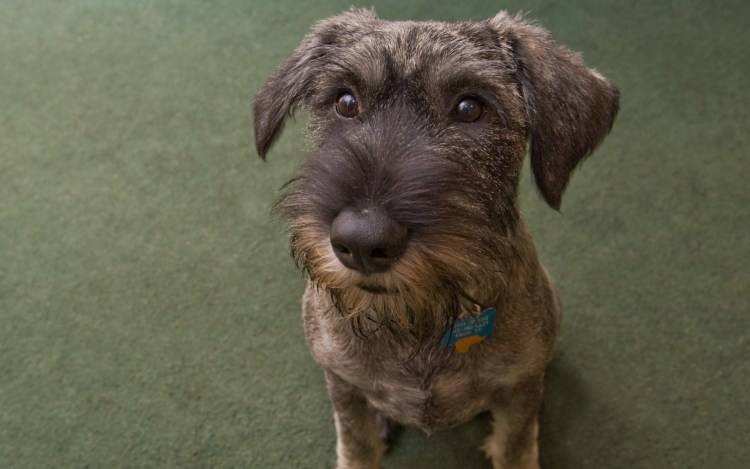 Дог терьер собака дворняжка