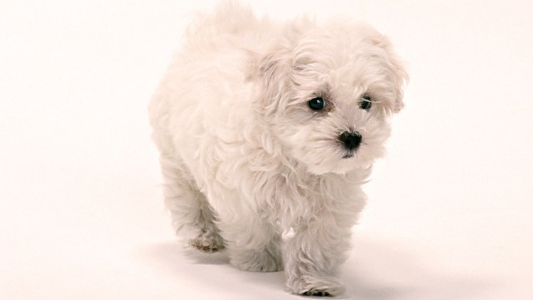 Мальтийская болонка серая