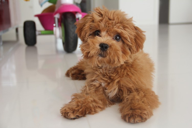 Бишон пудель рыжий