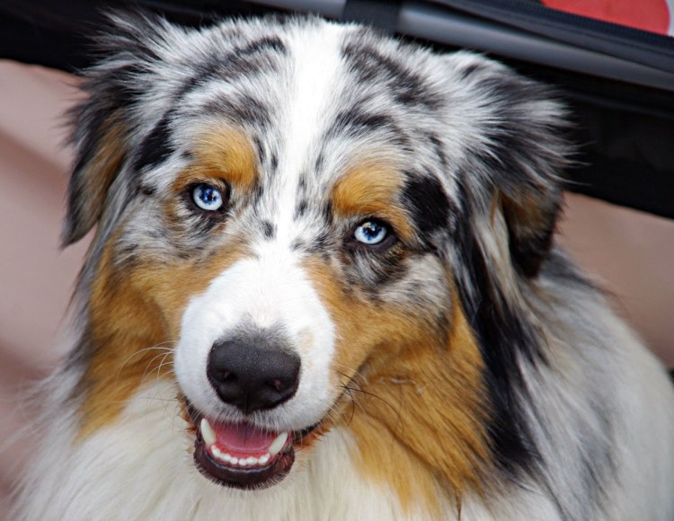 Австралийская овчарка белая