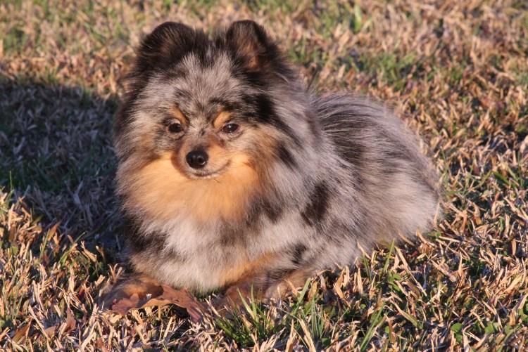 Шпиц Блю Мерле