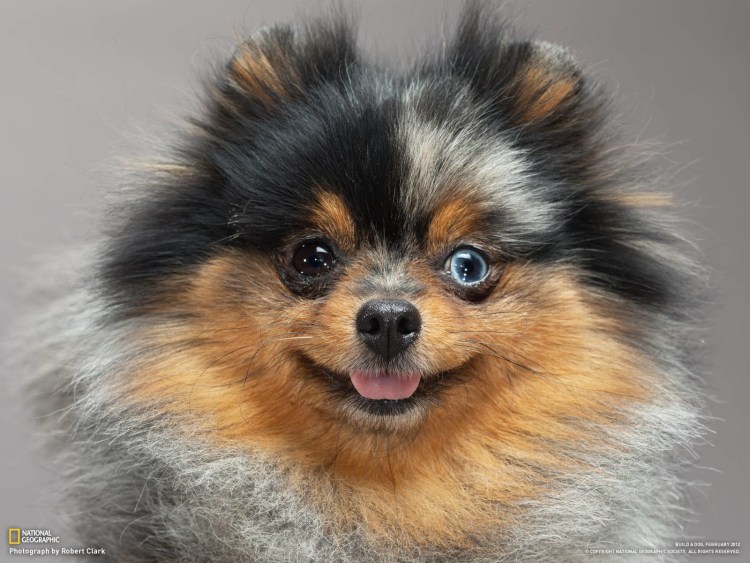 Померанский шпиц Мерле