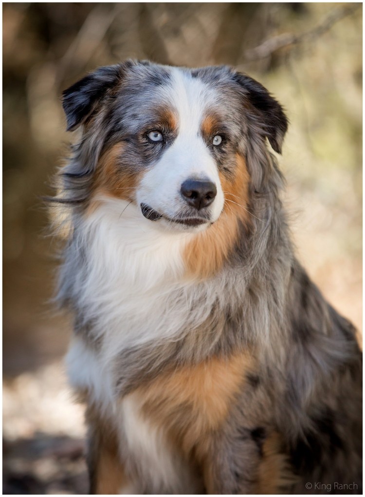 Австралийская овчарка агути