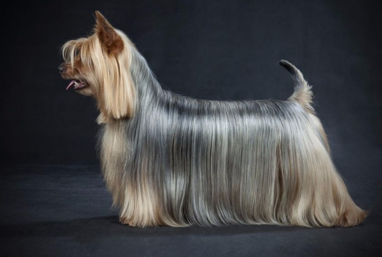 Австралийский шелковистый терьер